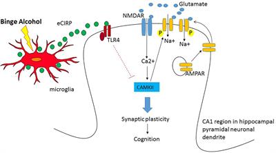 Alcohol Intoxication and Cognition: Implications on Mechanisms and Therapeutic Strategies